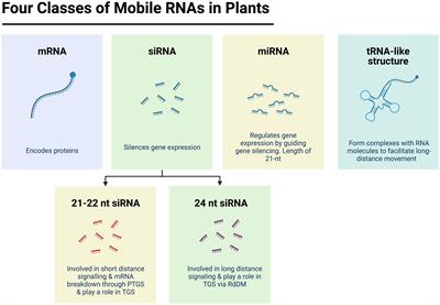 Long distance signalling and epigenetic changes in crop grafting